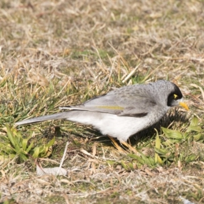 Manorina melanocephala (Noisy Miner) at Greenway, ACT - 27 Jul 2017 by AlisonMilton