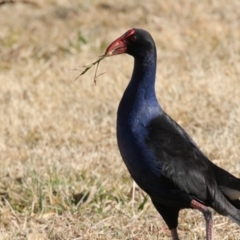 Porphyrio melanotus (Australasian Swamphen) at Greenway, ACT - 27 Jul 2017 by Alison Milton