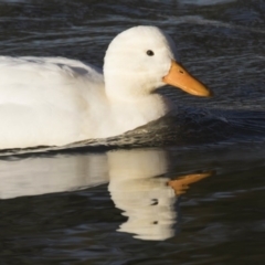 Anas platyrhynchos (Mallard (Domestic Type)) at Bonython, ACT - 27 Jul 2017 by AlisonMilton