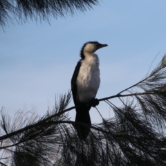 Microcarbo melanoleucos (Little Pied Cormorant) at Bonython, ACT - 27 Jul 2017 by AlisonMilton