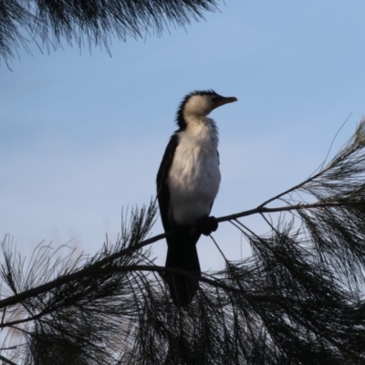 Microcarbo melanoleucos (Little Pied Cormorant) at Bonython, ACT - 27 Jul 2017 by Alison Milton