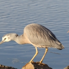 Egretta novaehollandiae (White-faced Heron) at Bonython, ACT - 27 Jul 2017 by AlisonMilton