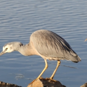 Egretta novaehollandiae at Bonython, ACT - 27 Jul 2017 03:24 PM