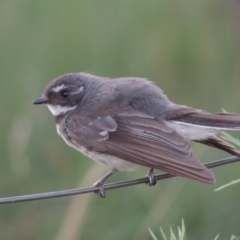 Rhipidura albiscapa (Grey Fantail) at Paddys River, ACT - 8 Dec 2014 by michaelb