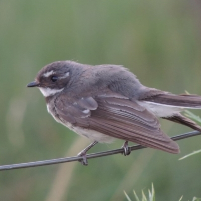 Rhipidura albiscapa (Grey Fantail) at Paddys River, ACT - 8 Dec 2014 by michaelb