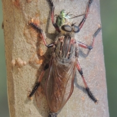 Neoaratus hercules (Herculean Robber Fly) at Paddys River, ACT - 9 Dec 2014 by MichaelBedingfield