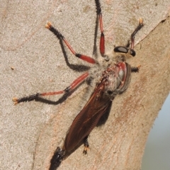 Neoaratus hercules at Paddys River, ACT - 9 Dec 2014 06:40 PM