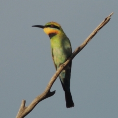 Merops ornatus (Rainbow Bee-eater) at Paddys River, ACT - 8 Dec 2016 by MichaelBedingfield