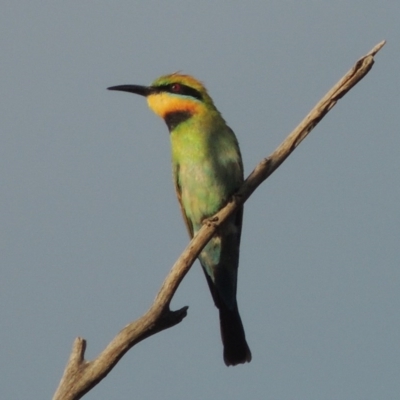 Merops ornatus (Rainbow Bee-eater) at Paddys River, ACT - 8 Dec 2016 by MichaelBedingfield