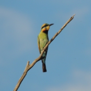 Merops ornatus at Paddys River, ACT - 8 Dec 2016