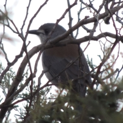 Colluricincla harmonica (Grey Shrikethrush) at Paddys River, ACT - 6 Jun 2015 by michaelb