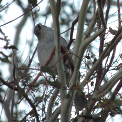 Colluricincla harmonica (Grey Shrikethrush) at Greenway, ACT - 20 Jul 2015 by michaelb