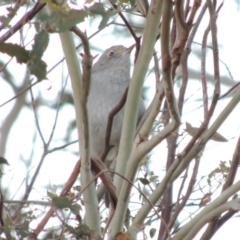 Colluricincla harmonica at Greenway, ACT - 20 Jul 2015