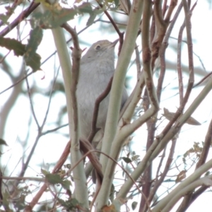 Colluricincla harmonica at Greenway, ACT - 20 Jul 2015