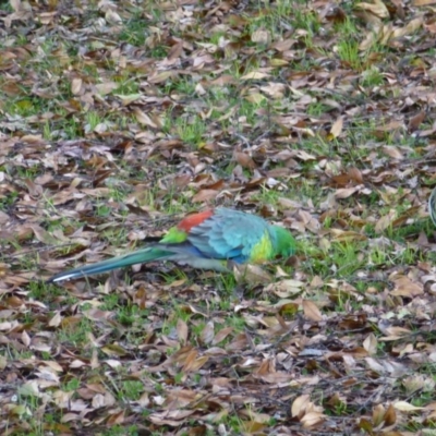 Psephotus haematonotus (Red-rumped Parrot) at Greenway, ACT - 13 Jul 2017 by ozza