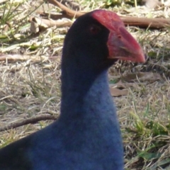 Porphyrio melanotus (Australasian Swamphen) at Greenway, ACT - 13 Jul 2017 by ozza