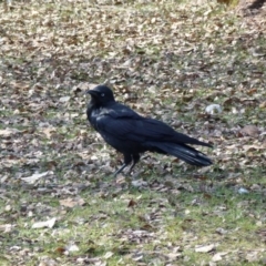 Corvus coronoides (Australian Raven) at Greenway, ACT - 13 Jul 2017 by ozza