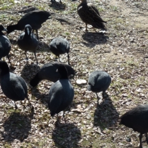 Fulica atra at Greenway, ACT - 13 Jul 2017 01:07 PM