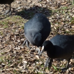 Fulica atra at Greenway, ACT - 13 Jul 2017 01:07 PM