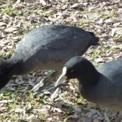 Fulica atra at Greenway, ACT - 13 Jul 2017