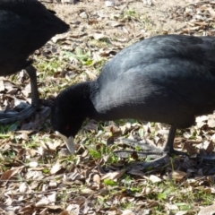 Fulica atra at Greenway, ACT - 13 Jul 2017 01:07 PM