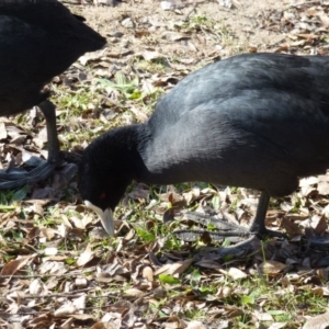 Fulica atra at Greenway, ACT - 13 Jul 2017