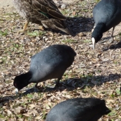 Fulica atra at Greenway, ACT - 13 Jul 2017 01:07 PM