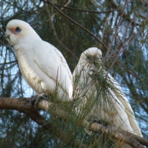 Cacatua sanguinea at Greenway, ACT - 13 Jul 2017 01:06 PM