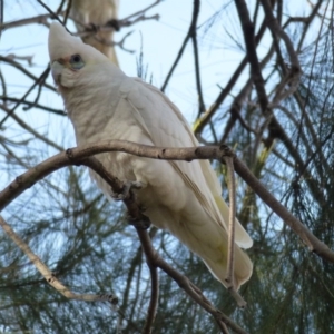 Cacatua sanguinea at Greenway, ACT - 13 Jul 2017 01:06 PM