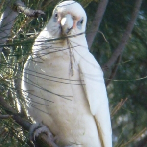 Cacatua sanguinea at Greenway, ACT - 13 Jul 2017 01:06 PM