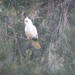 Cacatua sanguinea at Greenway, ACT - 13 Jul 2017 01:06 PM