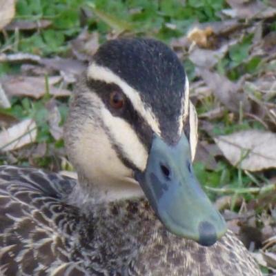 Anas superciliosa (Pacific Black Duck) at Greenway, ACT - 13 Jul 2017 by ozza