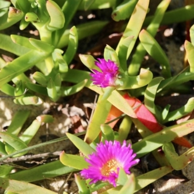 Carpobrotus glaucescens (Pigface) at Wonboyn, NSW - 26 Jul 2017 by RossMannell