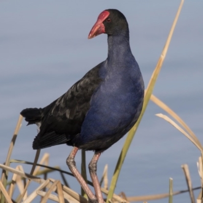 Porphyrio melanotus (Australasian Swamphen) at Greenway, ACT - 27 Jul 2017 by AlisonMilton