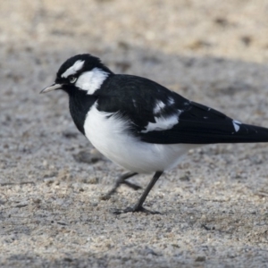 Grallina cyanoleuca at Greenway, ACT - 27 Jul 2017