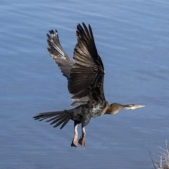 Anhinga novaehollandiae (Australasian Darter) at Greenway, ACT - 27 Jul 2017 by AlisonMilton