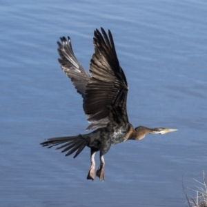 Anhinga novaehollandiae at Greenway, ACT - 27 Jul 2017 01:59 PM