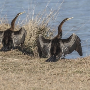 Anhinga novaehollandiae at Greenway, ACT - 27 Jul 2017 01:59 PM