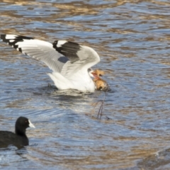 Chroicocephalus novaehollandiae (Silver Gull) at Greenway, ACT - 27 Jul 2017 by Alison Milton