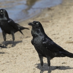 Corvus coronoides at Greenway, ACT - 27 Jul 2017