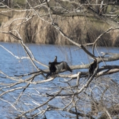 Anhinga novaehollandiae (Australasian Darter) at Greenway, ACT - 27 Jul 2017 by AlisonMilton