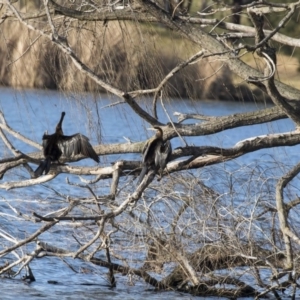 Anhinga novaehollandiae at Greenway, ACT - 27 Jul 2017