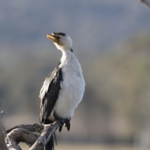 Microcarbo melanoleucos at Greenway, ACT - 27 Jul 2017