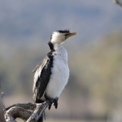 Microcarbo melanoleucos at Greenway, ACT - 27 Jul 2017