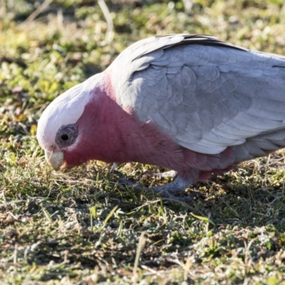 Eolophus roseicapilla (Galah) at Greenway, ACT - 27 Jul 2017 by AlisonMilton