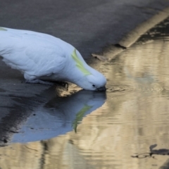 Cacatua galerita (Sulphur-crested Cockatoo) at Bonython, ACT - 27 Jul 2017 by Alison Milton