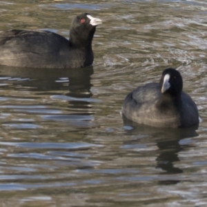 Fulica atra at Bonython, ACT - 27 Jul 2017