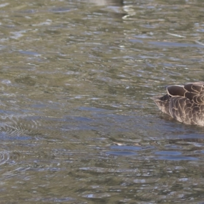 Anas superciliosa (Pacific Black Duck) at Bonython, ACT - 27 Jul 2017 by AlisonMilton