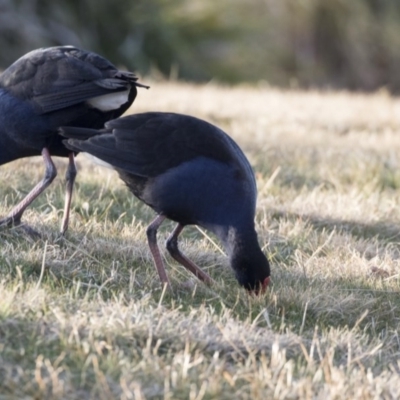 Porphyrio melanotus (Australasian Swamphen) at Bonython, ACT - 27 Jul 2017 by AlisonMilton