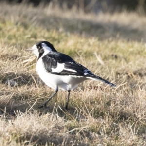 Grallina cyanoleuca at Bonython, ACT - 27 Jul 2017